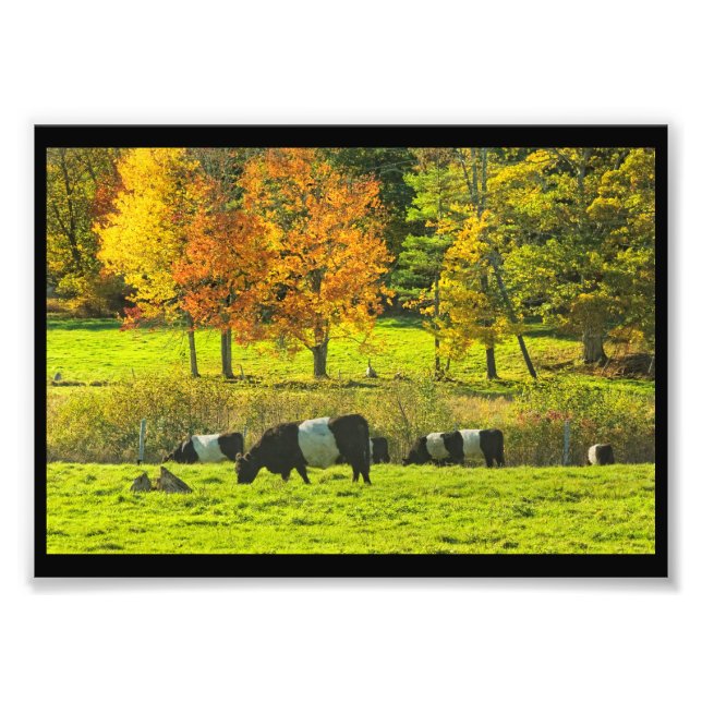 Belted Galloway Cows On Rockport Maine Farm Photo Print (Front)