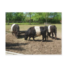 Belted Galloway Postcard