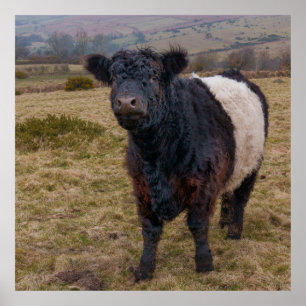 Belted Galloway Standing Proud on Dartmoor Farmlan Poster