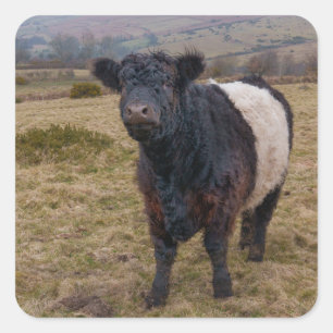 Belted Galloway Standing Proud on Dartmoor Farmlan Square Sticker