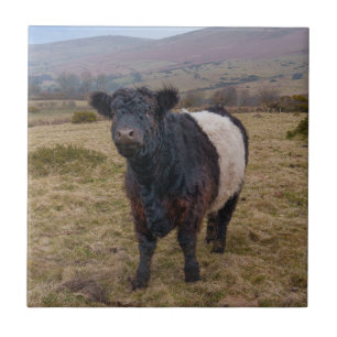 Belted Galloway Standing Proud on Dartmoor Tile