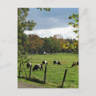 Belted Galloways Postcard