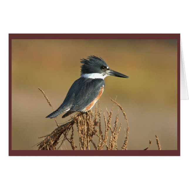 Belted Kingfisher (Front Horizontal)