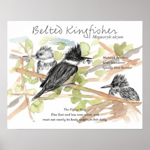 Belted Kingfisher Bird Minnow Fish Trees Poster