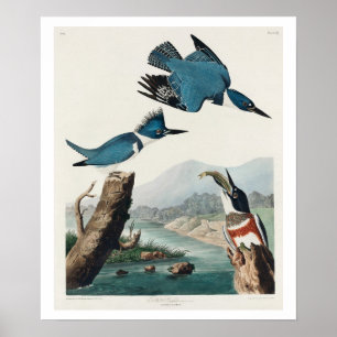 Belted Kingfisher by Audubon Poster
