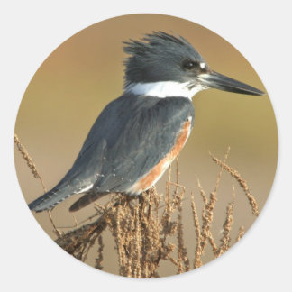 Belted Kingfisher Classic Round Sticker