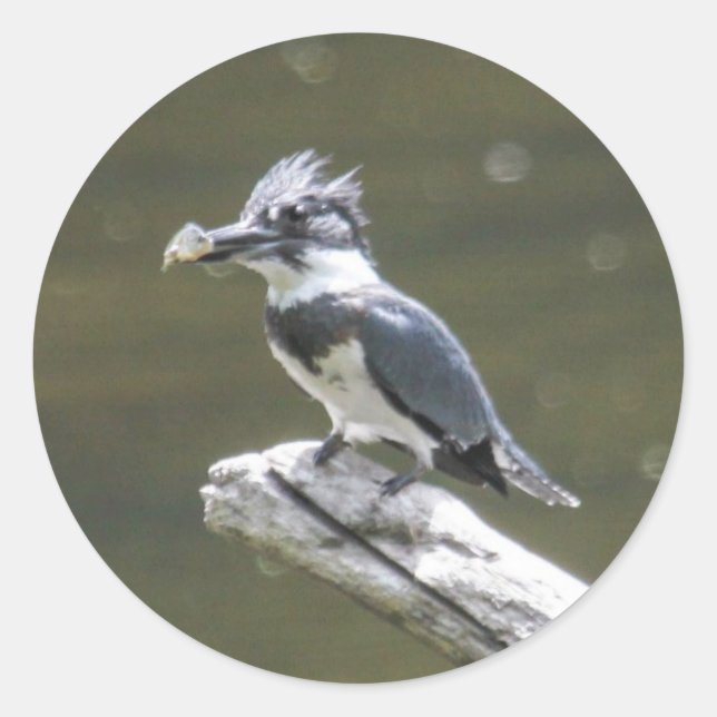 Belted Kingfisher Classic Round Sticker (Front)