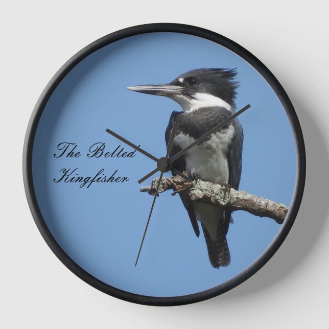 Belted Kingfisher close up  Clock (Front)
