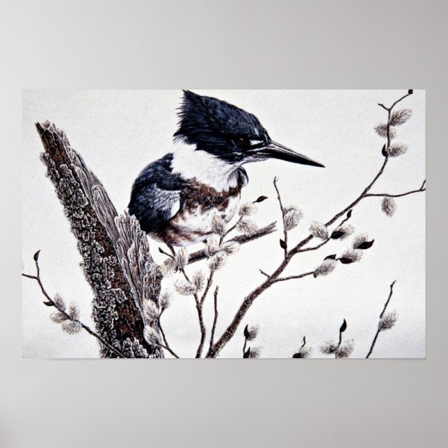 Belted kingfisher (female) poster (Front)