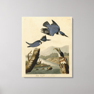 Belted Kingfisher from Audubon's Birds of America Canvas Print