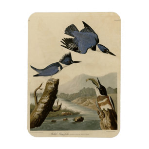 Belted Kingfisher from Audubon's Birds of America Magnet