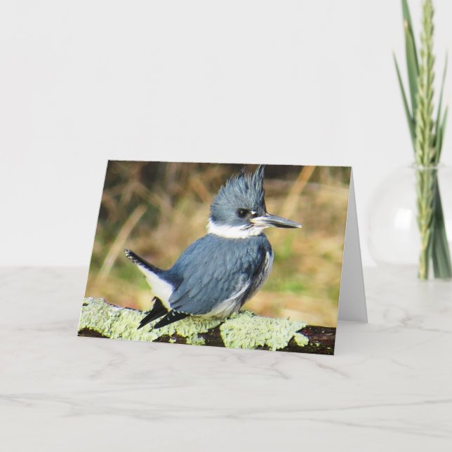 Belted Kingfisher Greeting Card (Front)