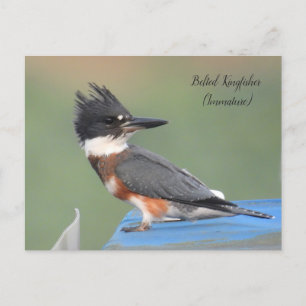Belted Kingfisher (Immature)  Postcard