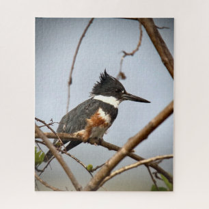 Belted Kingfisher Jigsaw Puzzle