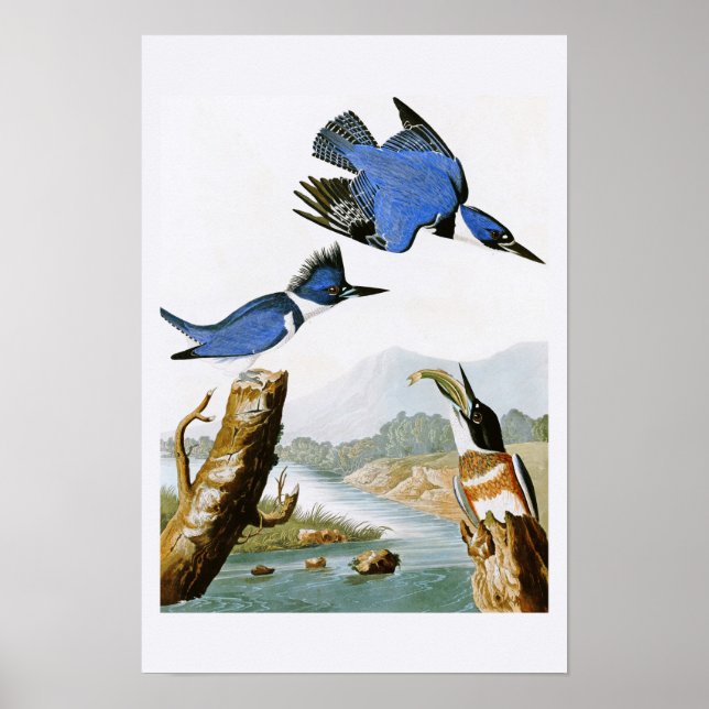 Belted Kingfisher John Audubon Birds of America Poster (Front)
