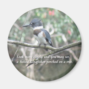 Belted Kingfisher magnet