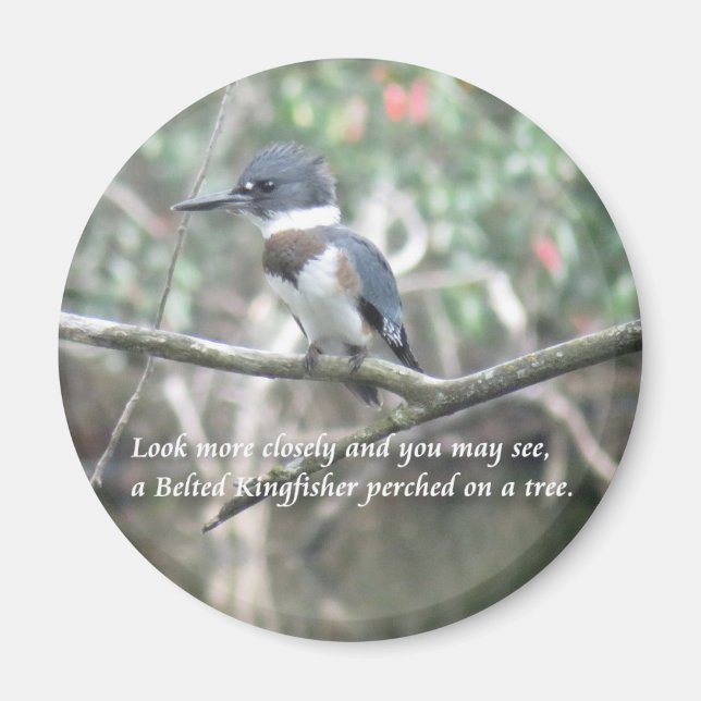 Belted Kingfisher magnet (Front)