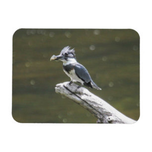 Belted Kingfisher Magnet