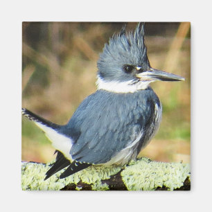 Belted Kingfisher Magnet