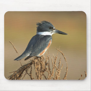 Belted Kingfisher Mouse Pad