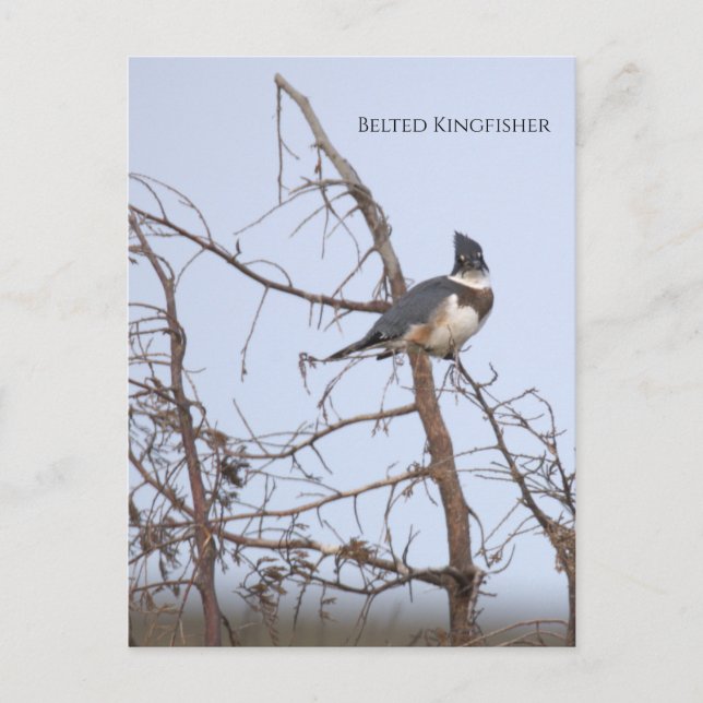 Belted Kingfisher Photo Postcard (Front)