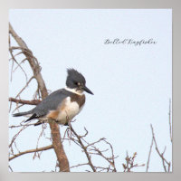 Belted Kingfisher Photo Poster
