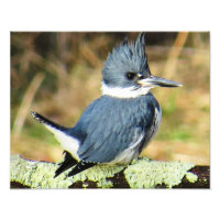Belted Kingfisher