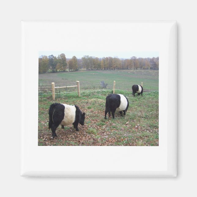 Beltie Cow Herd Along a Trail Magnet (Front)