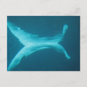 Beluga Split Postcard