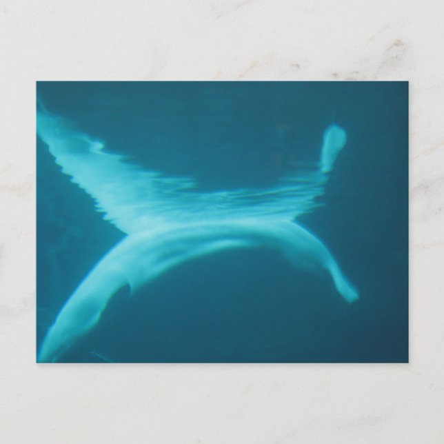Beluga Split Postcard (Front)
