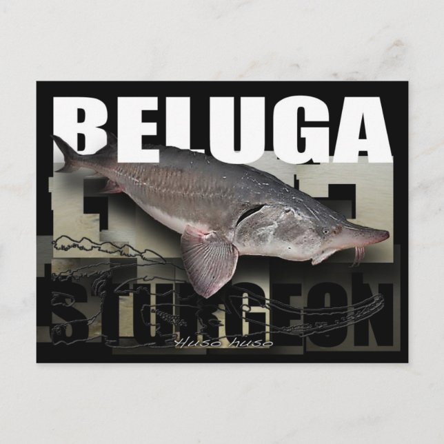 Beluga Sturgeon Postcard (Front)