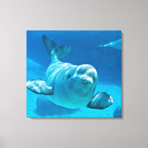 Beluga Whale Canvas Print