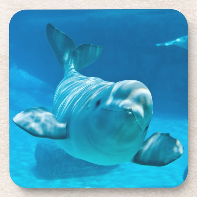 Beluga Whale Coaster (Front)