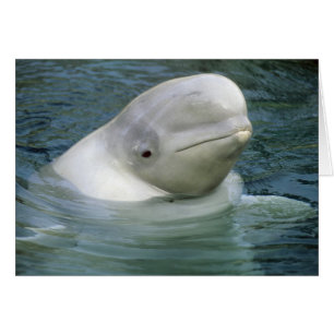 Beluga Whale, Delphinapterus leucas)