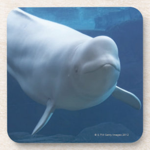 Beluga whale (Delphinapterus leucas) Coaster