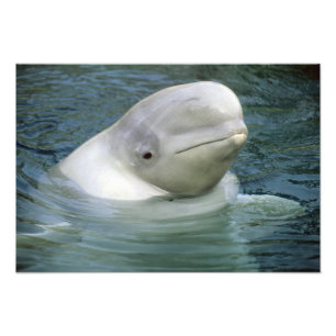 Beluga Whale, Delphinapterus leucas) Photo Print