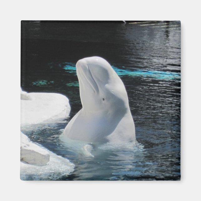 Beluga Whale Gifts Magnet (Front)