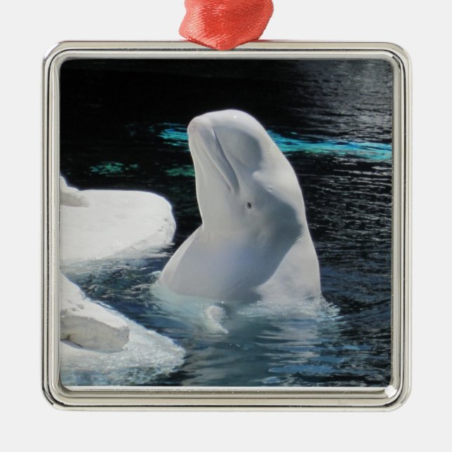 Beluga Whale Ornament (Front)