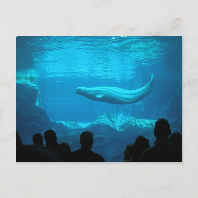 Beluga Whale Postcard (Front)