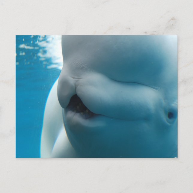 Beluga Whale  Postcard (Front)