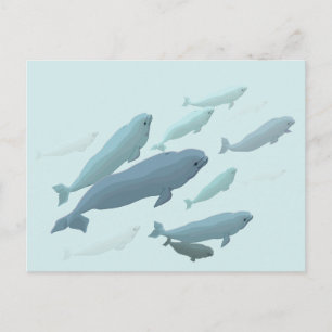 Beluga Whale Postcards Canadian Beluga Whale Cards