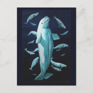 Beluga Whale Postcards Canadian Beluga Whale Cards