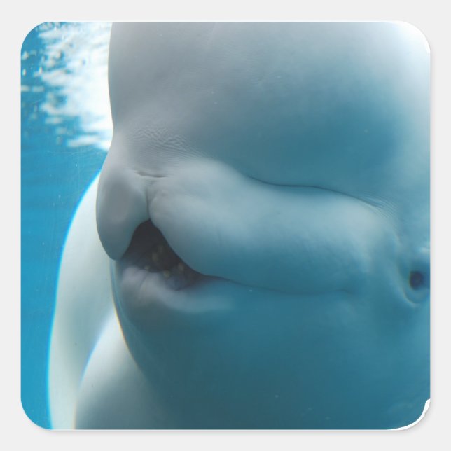 Beluga Whale  Stickers (Front)