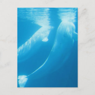 Beluga Whales Postcard