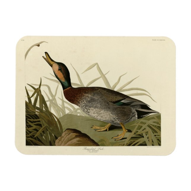 Bemaculated (Brewer's) Duck, Audubon Birds America Magnet (Horizontal)