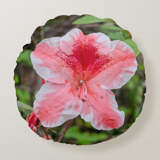 Ben Morrison Azalea (Rhododendron 'Ben Morrison' Round Cushion (Front)