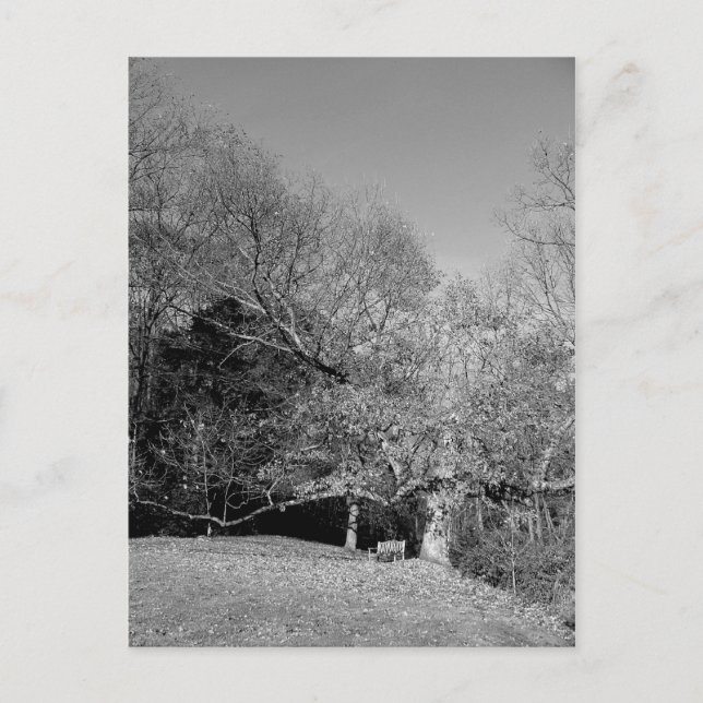 Bench Under Tree Postcards (Front)