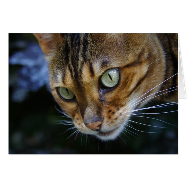Bengal Cat Close-Up (Front Horizontal)