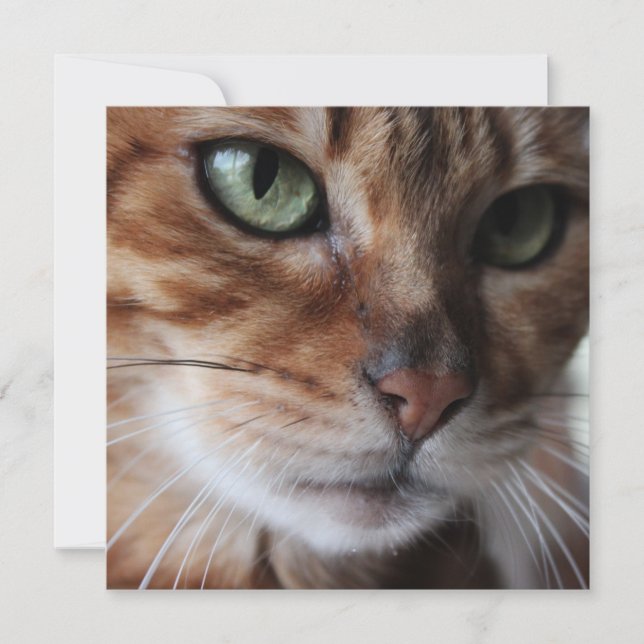 Bengal Cat Face Photograph, Customise This Holiday Card (Front)