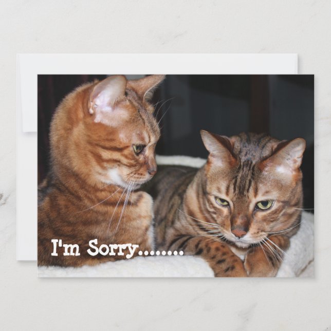 Bengal Cats "I'm Sorry....." Greetings Holiday Card (Front)